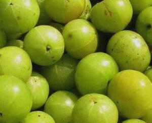 Amla