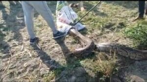 अजगर सांप 