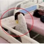 Moradabad News:बड़ी लापरवाही उजागर-मरीज की टेबल पर रखा पानी पी गया कुत्ता: Bahujan Press